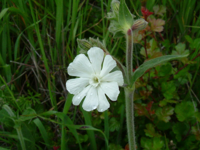 Silene alba - Silene bianca